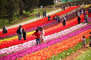 Tulip Festival