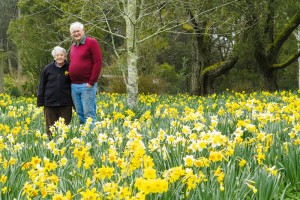 A Field of Daffodils