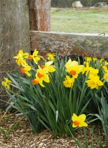 A Field of Daffodils