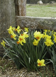 Bark-Ridge---Daffodils---Fa