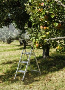 country-apple-orchard