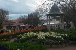 Tulip Time Bowral