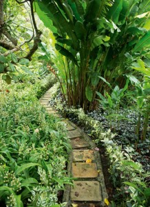 Tropical Vanuatu Garden