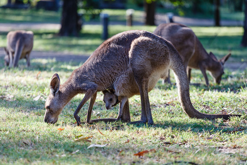 QUEENSLAND'S CARNARVON GORGE - Australia Country Magazine