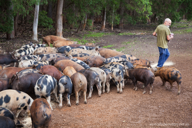 PARADISE FOR PIGS - Australian Country - Australia Country Magazine