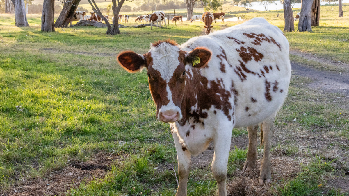 Cow on a Farmland