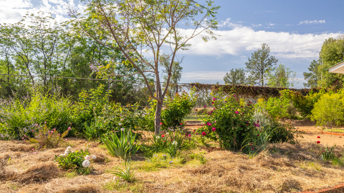 Plants and bushes in a backyard