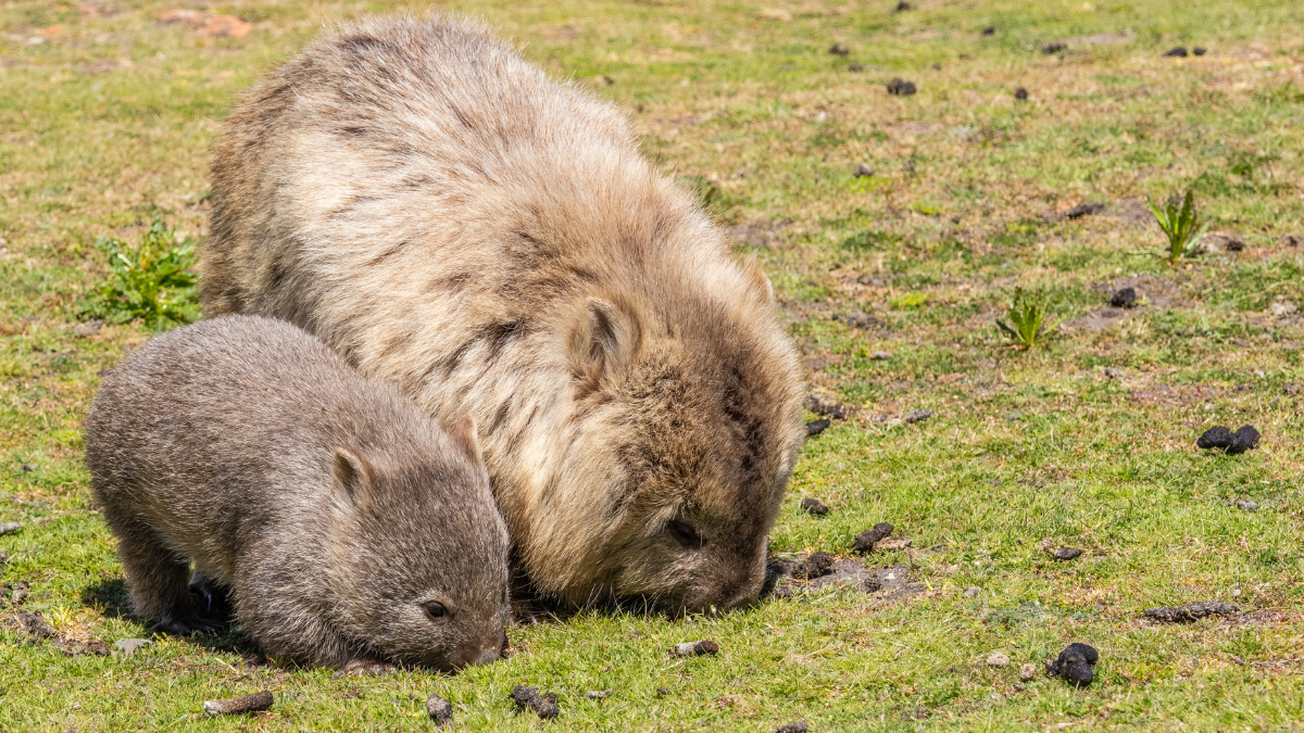 wombats eating grass