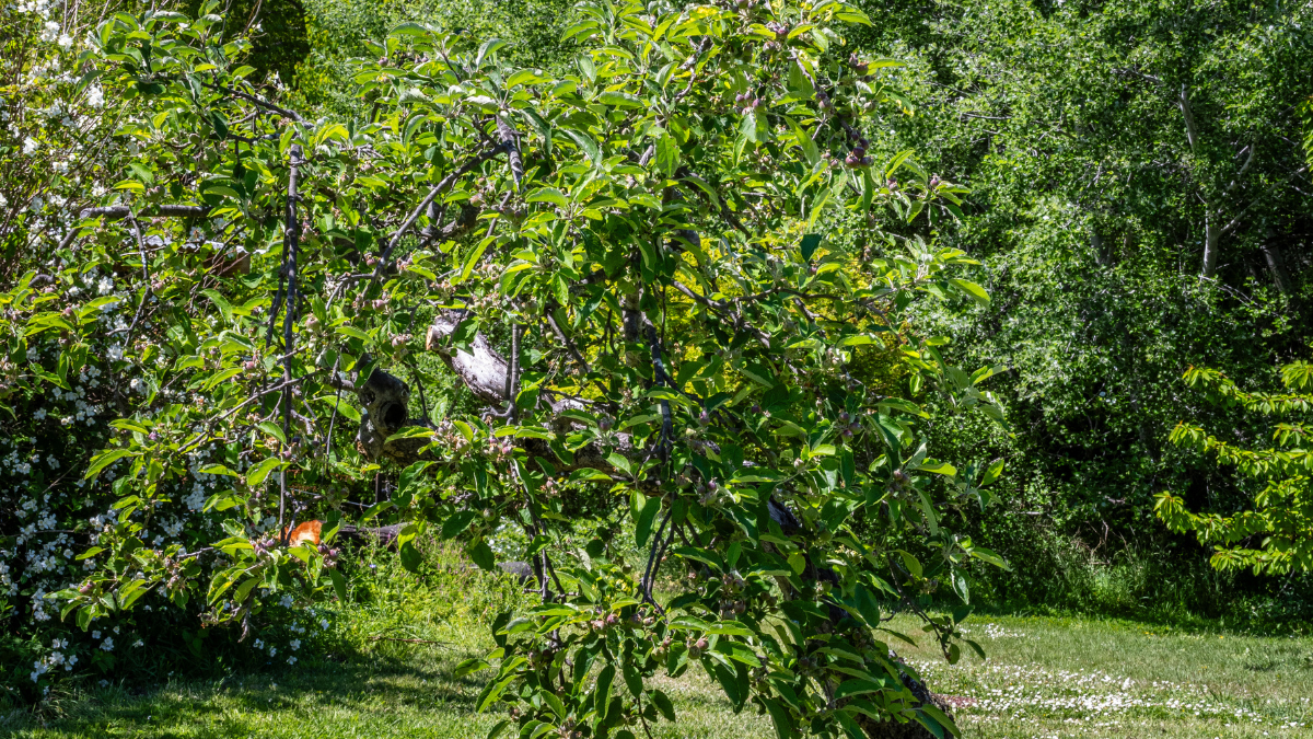 Tree in backyard