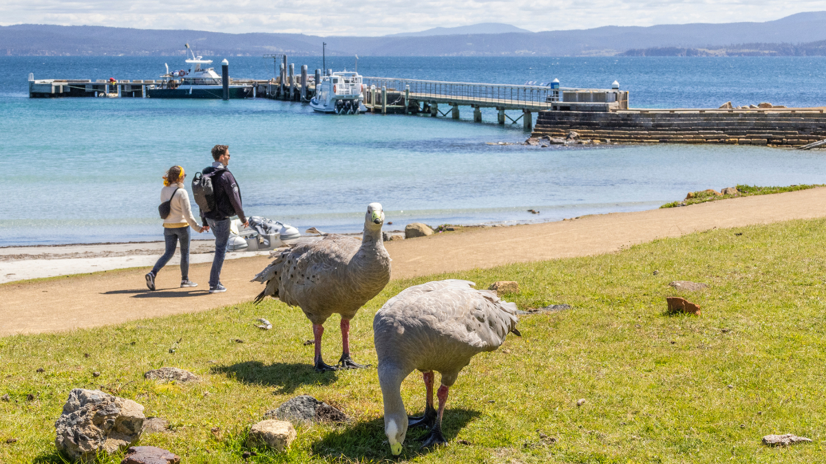 Birds at the beach